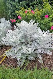 Image result for Cineraria maritima