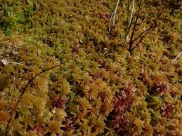 Attēlu rezultāti vaicājumam “Sphagnum balticum”