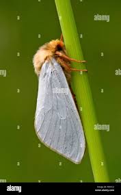 Attēlu rezultāti vaicājumam “Hepialus humuli male”