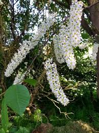 Attēlu rezultāti vaicājumam “Prunus (bird-cherry tree)”