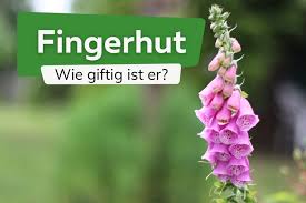Image result for Fingerhut rot