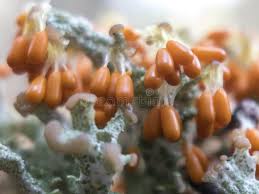 Attēlu rezultāti vaicājumam “Leocarpus fragilis spores”