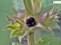 Attēlu rezultāti vaicājumam “Stachys palustris bud”