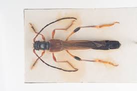 Attēlu rezultāti vaicājumam “Necydalis major”