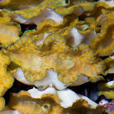 Image result for tridacna