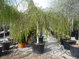 Attēlu rezultāti vaicājumam “Betula pendula Youngii”