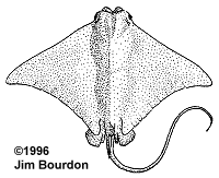 Image result for Rhinoptera brasiliensis