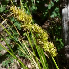 Attēlu rezultāti vaicājumam “Carex loliacea leaf”