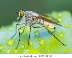 Attēlu rezultāti vaicājumam “Therevidae”