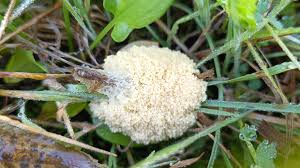 Attēlu rezultāti vaicājumam “Didymium spongiosum macro”