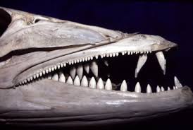 Image result for Makaira nigricans