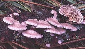 Attēlu rezultāti vaicājumam “Schizophyllum commune”