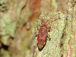 Attēlu rezultāti vaicājumam “Pantilius tunicatus”