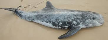 Image result for Grampus griseus