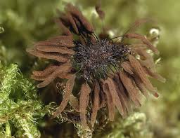 Attēlu rezultāti vaicājumam “Stemonitis flavogenita macro”