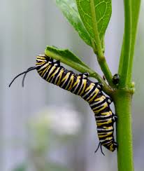 Image result for monarch caterpillar