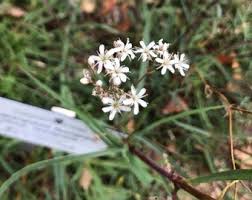 Attēlu rezultāti vaicājumam “Gypsophila fastigiata bud”