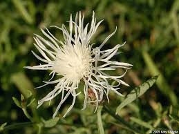 Attēlu rezultāti vaicājumam “Centaurea stoebe flower”