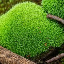 Attēlu rezultāti vaicājumam “Leucobryum glaucum”