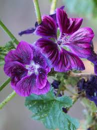 Image result for Malva sylvestris var. mauritiana