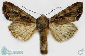 Attēlu rezultāti vaicājumam “Lacanobia suasa”