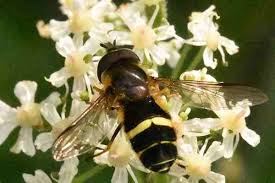 Attēlu rezultāti vaicājumam “Dasysyrphus tricinctus”