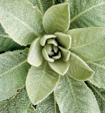 Attēlu rezultāti vaicājumam “Verbascum thapsus leaf”