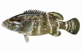 Image result for Epinephelus itajara