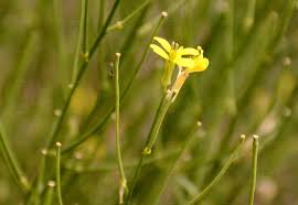 Attēlu rezultāti vaicājumam “Erysimum hieracifolium”