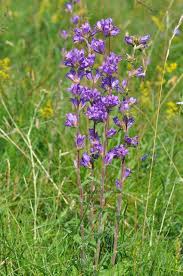 Attēlu rezultāti vaicājumam “Campanula glomerata”