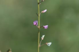 Attēlu rezultāti vaicājumam “Lycogala persicum sessile”