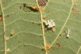 Attēlu rezultāti vaicājumam “Drepanosiphum platanoidis exuvia”