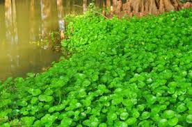 「香菇草」的圖片搜尋結果