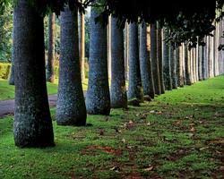 Image result for шри ланка королевский ботанический сад