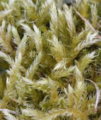 Attēlu rezultāti vaicājumam “Brachythecium”