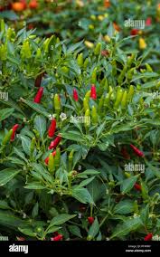 Afbeeldingsresultaat voor thai bird pepper hot pepper