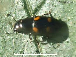 Attēlu rezultāti vaicājumam “Glischrochilus hortensis”