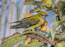 Attēlu rezultāti vaicājumam “Oriolus oriolus male”