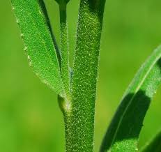 Attēlu rezultāti vaicājumam “Hesperis matronalis bud”