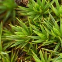 Attēlu rezultāti vaicājumam “Polytrichales”