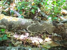 Attēlu rezultāti vaicājumam “Datronia mollis”