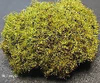 Attēlu rezultāti vaicājumam “Tortella tortuosa”