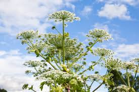Attēlu rezultāti vaicājumam “Heracleum sosnowskyi”