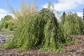 Attēlu rezultāti vaicājumam “Betula pendula Youngii”