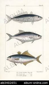 Image result for Lichia amia