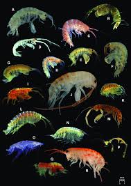 Attēlu rezultāti vaicājumam “Amphipoda”