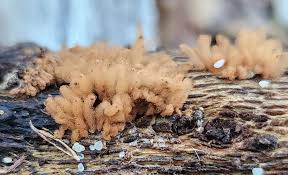 Attēlu rezultāti vaicājumam “Arcyria minuta”