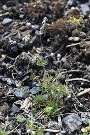 Attēlu rezultāti vaicājumam “Spergula morisonii”