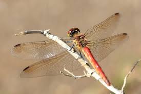 Attēlu rezultāti vaicājumam “Sympetrum”