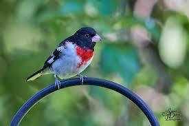 Image result for Pheucticus ludovicianus